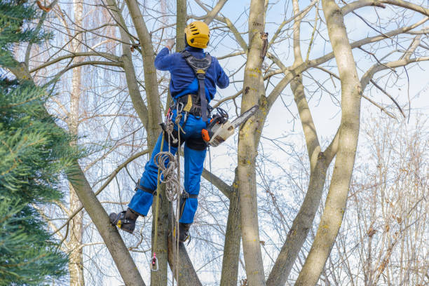 Best Tree Planting  in USA